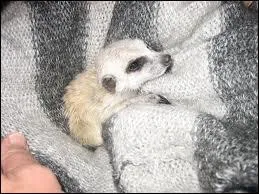 Celui-ci vit en Afrique, pour manger, il fait des trous partout !