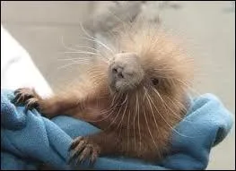 Cet animal sait se dfendre, il ne manque pas de piquants !
