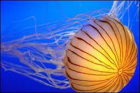 Mduse : se traduit par :