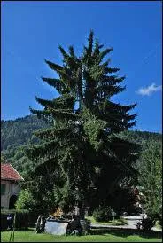 Sapin : se traduit par :