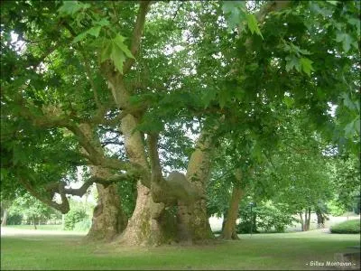 Quel est cet arbre ?
