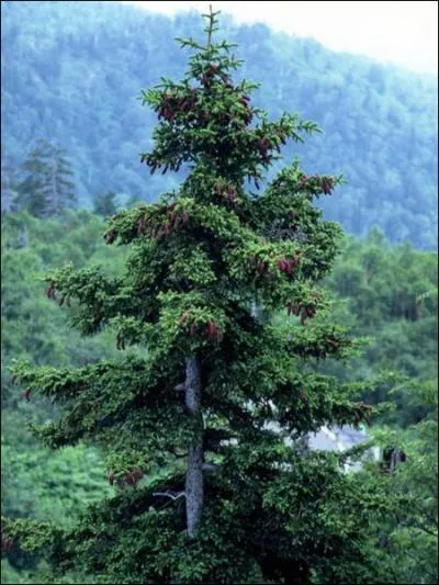 Quel est cet arbre ?