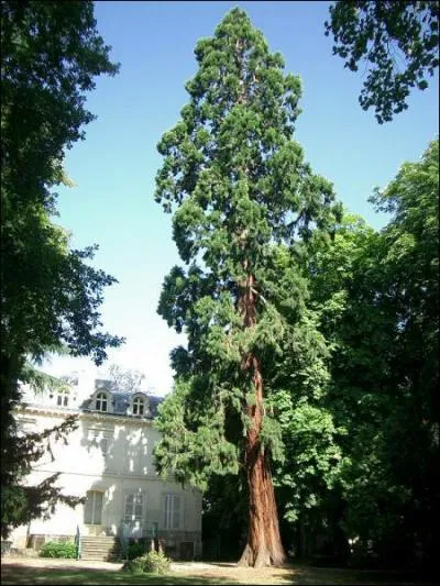 Quel est cet arbre ?
