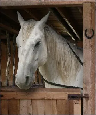 Et comment s'appelle son cheval ?