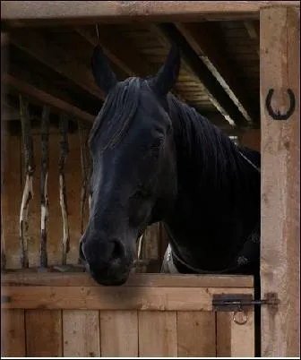 Comment s'appelle le cheval d'Amy ? et quel ge a-t-il ?