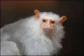 Quel est cet animal ?