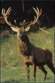 Quel est cet animal ?