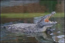 Quel est cet animal ?