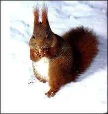 Quel est cet animal ?