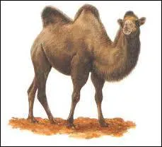 Quel est cet animal ?