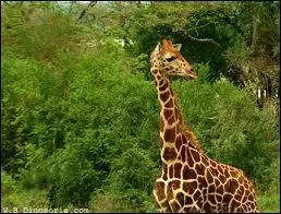 Quel est cet animal ?