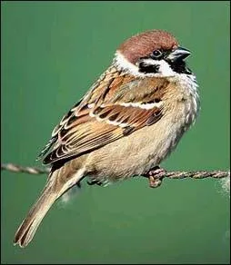 Quel est cet oiseau ?