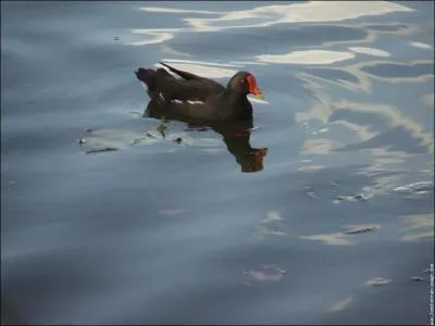 Quel est cet oiseau ?