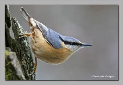 Quel est cet oiseau ?