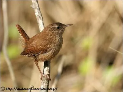 Quel est cet oiseau ?
