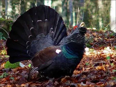 Quel est cet oiseau ?