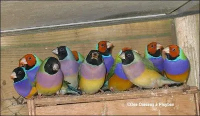 Quel est cet oiseau ?