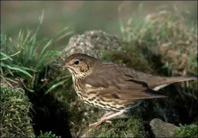 Quel est cet oiseau ?