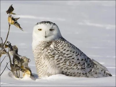 Quel est cet oiseau ?