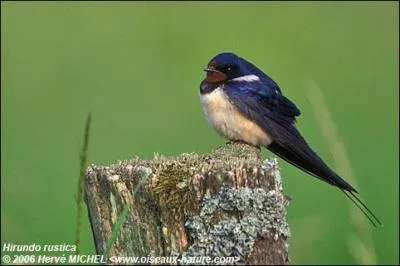 Quel est cet oiseau ?