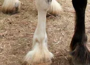 Quiz Galop 1