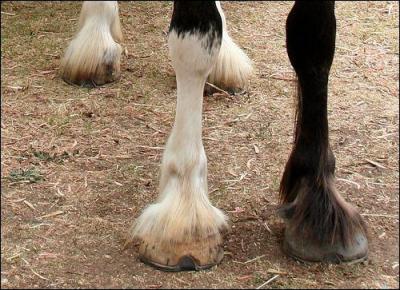 Comment s'appellent les marques blanches que les chevaux ont sur les membres ?
