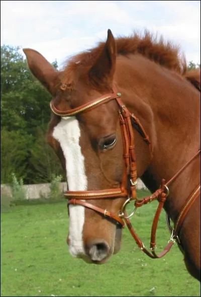 Que met-on sur la tte du cheval lorsqu'on le monte ?