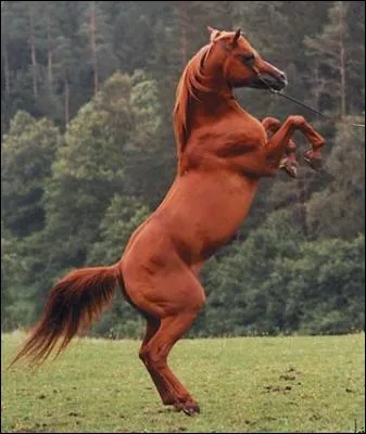 Quelles parties distingue-t-on chez le cheval ?