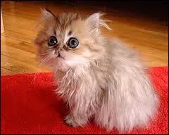 Cet animal est d'origine ...