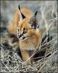 Combien de temps un caracal peut-il vivre dans son milieu naturel ?