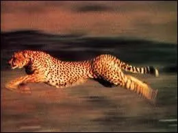 En pleine course, un gupard peut atteindre une vitesse de :