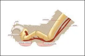 Lequel de ces flins n'a pas de griffes rtractiles ?
