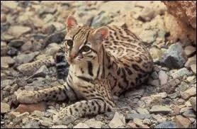 Sur quel continent vit le chat tigr, aussi appel ocelot ?