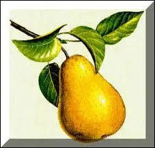 Comment dit-on ' poire ' en anglais ?