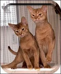 Quelle est cette race ?