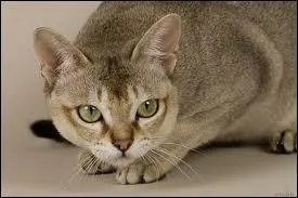 Quelle est cette race ?