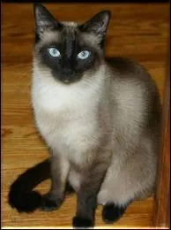 Quelle est cette race ?