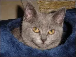 Quelle est cette race ?