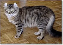 Quelle est cette race ?