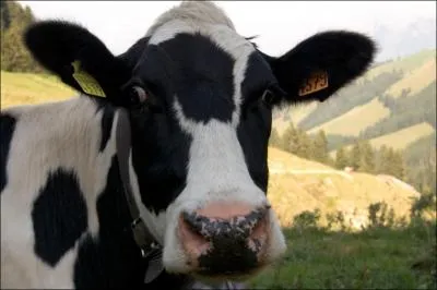 Quel est le mle de la vache ?