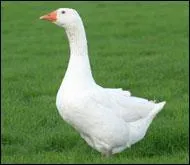 Quel est le mle de l'oie ?