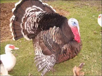 Quelle est la femelle du dindon ?