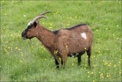 Quel est le mle de la chvre ?