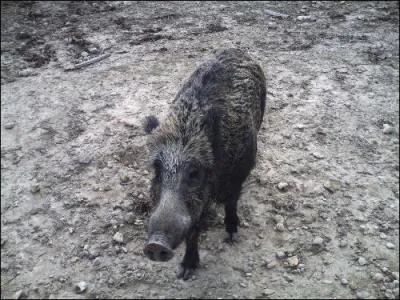 Quel est le mle de la laie ?