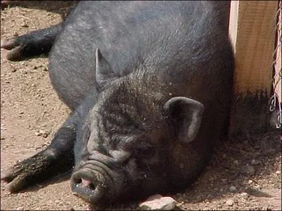 Quel est le mle de la truie ?