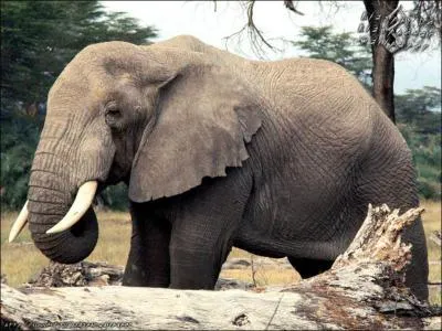 Quel est cet animal ?