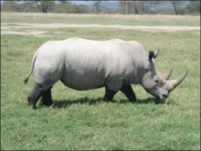 Quel est cet animal ?