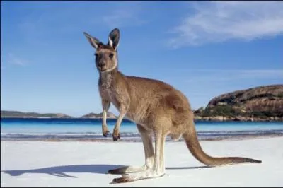 Quel est cet animal ?