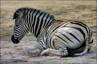 Quel est cet animal ?