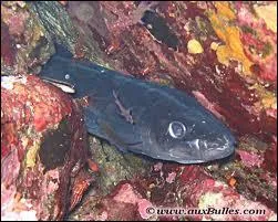 Les pcheurs le craignent, ce poisson est rput pour sa force et sa morsure !